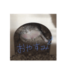 愛しのこむちゃん2（個別スタンプ：2）