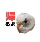 小さいインコ（個別スタンプ：1）