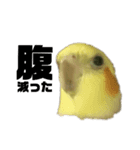 小さいインコ（個別スタンプ：3）