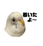 小さいインコ（個別スタンプ：4）