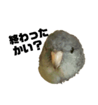 小さいインコ（個別スタンプ：6）