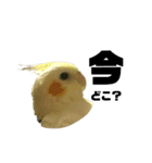 小さいインコ（個別スタンプ：7）