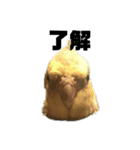 小さいインコ（個別スタンプ：8）