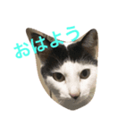 モカとガンちゃんのスタンプ（個別スタンプ：1）