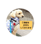 トイプードルぱるぴの(敬語)2（個別スタンプ：1）