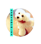 トイプードルぱるぴの(敬語)2（個別スタンプ：4）