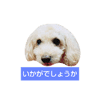 トイプードルぱるぴの(敬語)2（個別スタンプ：5）