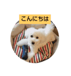 トイプードルぱるぴの(敬語)2（個別スタンプ：7）