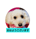 トイプードルぱるぴの(敬語)2（個別スタンプ：8）