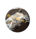 あずき＆あんこ＆おはぎ（個別スタンプ：7）