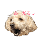 風ちゃん2019（個別スタンプ：4）