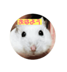たろっぺ＆はむすけ（個別スタンプ：1）