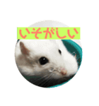 たろっぺ＆はむすけ（個別スタンプ：3）