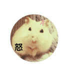たろっぺ＆はむすけ（個別スタンプ：5）