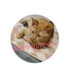 うちのここともも（個別スタンプ：5）