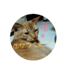 うちのここともも（個別スタンプ：8）