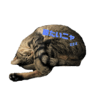 ジロ＆マロ（個別スタンプ：6）