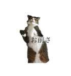 微妙な顔しかしないもちまるくん（個別スタンプ：1）