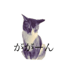 微妙な顔しかしないもちまるくん（個別スタンプ：8）