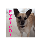 ピーすたんぷ（個別スタンプ：5）