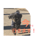 しょこぱぴ日和1（個別スタンプ：6）