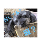 しょこぱぴ日和1（個別スタンプ：8）