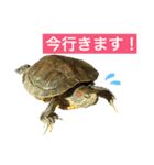 敬語のカミーさん。（個別スタンプ：1）
