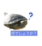 敬語のカミーさん。（個別スタンプ：3）
