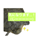敬語のカミーさん。（個別スタンプ：4）