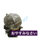敬語のカミーさん。（個別スタンプ：6）