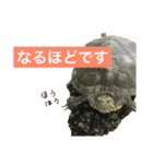 敬語のカミーさん。（個別スタンプ：7）