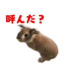 ゆとりうさず（個別スタンプ：1）