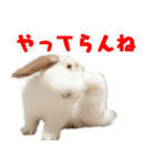 ゆとりうさず（個別スタンプ：2）