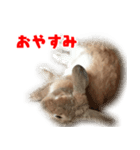 ゆとりうさず（個別スタンプ：3）