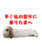 ゆとりうさず（個別スタンプ：4）