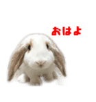 ゆとりうさず（個別スタンプ：5）