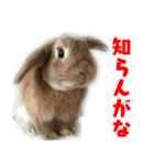 ゆとりうさず（個別スタンプ：6）