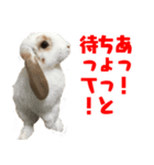 ゆとりうさず（個別スタンプ：7）