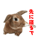 ゆとりうさず（個別スタンプ：8）