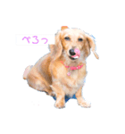 愛犬さくらさん（個別スタンプ：1）