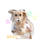 愛犬さくらさん（個別スタンプ：3）