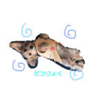 愛犬さくらさん（個別スタンプ：4）