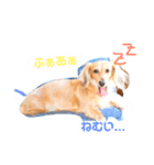愛犬さくらさん（個別スタンプ：6）