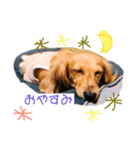 愛犬さくらさん（個別スタンプ：7）