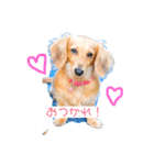 愛犬さくらさん（個別スタンプ：8）