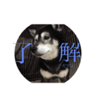 黒柴 らん（個別スタンプ：1）