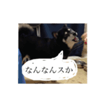 黒柴 らん（個別スタンプ：3）