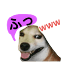 豆柴犬の日常会話（個別スタンプ：1）
