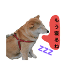 豆柴犬の日常会話（個別スタンプ：2）