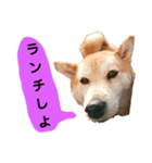 豆柴犬の日常会話（個別スタンプ：3）